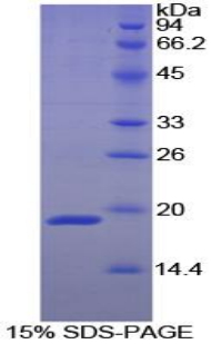 Recombinant Annexin A1 (ANXA1)