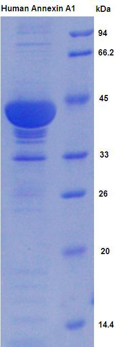 Recombinant Annexin A1 (ANXA1)