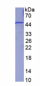 Recombinant Annexin A1 (ANXA1)