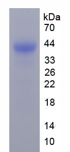 Recombinant Annexin A1 (ANXA1)