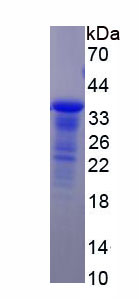 RPE837Mu01.jpg