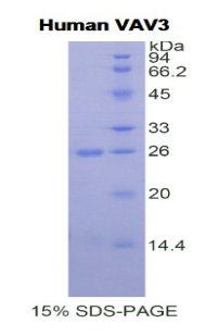 Recombinant Vav 3 Oncogene (VAV3)