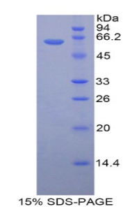 Recombinant 17-Beta-Hydroxysteroid Dehydrogenase Type 12 (HSD17b12)