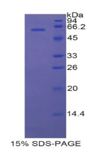 Recombinant 17-Beta-Hydroxysteroid Dehydrogenase Type 12 (HSD17b12)