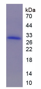 Recombinant Fucosyltransferase 1 (FUT1)