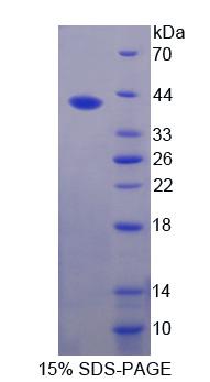 Recombinant Fucosyltransferase 6 (FUT6)