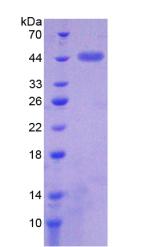 Recombinant Fucosyltransferase 8 (FUT8)