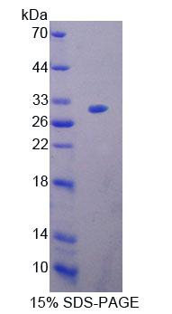 Recombinant Bcl2 Associated Athanogene 1 (BAG1)