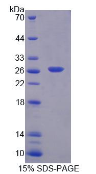 Recombinant Bcl2 Associated Athanogene 1 (BAG1)