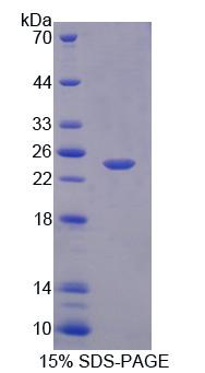 Recombinant Calpain 11 (CAPN11)