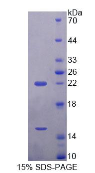 Recombinant Endothelin Converting Enzyme 2 (ECE2)