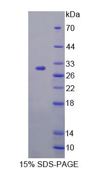 Recombinant Fibulin 7 (FBLN7)