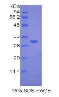 Recombinant Fibulin 4 (FBLN4)