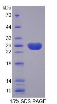 Recombinant Fibulin 3 (FBLN3)