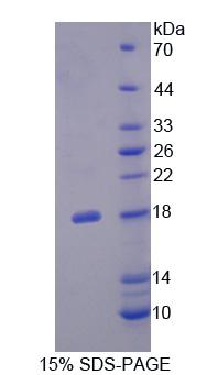 Recombinant Fibronectin Leucine Rich Transmembrane Protein 3 (FLRT3)