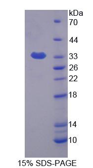 Recombinant Flavin Containing Monooxygenase 1 (FMO1)