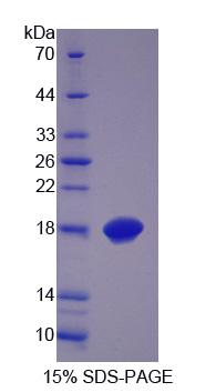 Recombinant Methylmalonyl Coenzyme A Epimerase (MCEE)