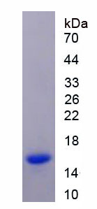 Recombinant Lysyl Oxidase Like Protein 2 (LOXL2)