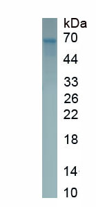 Recombinant Oxysterol Binding Protein Like Protein 9 (OSBPL9)