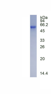 Recombinant Peripherin (PRPH)