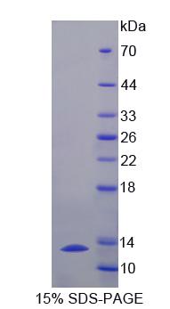 Recombinant Anoctamin 6 (ANO6)