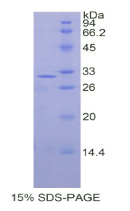 Recombinant Septin 5 (SEPT5)