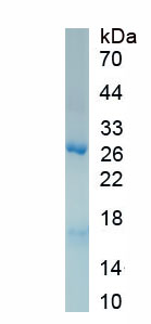 Recombinant Amyloid Beta Precursor Like Protein 2 (APLP2)