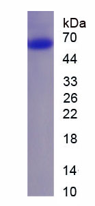 Recombinant Tankyrase 1 Binding Protein 1 (TNKS1BP1)