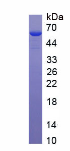 Recombinant Seryl tRNA Synthetase 2, Mitochondrial (SARS2)