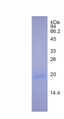 Recombinant Small Ubiquitin Related Modifier Protein 3 (SUMO3)