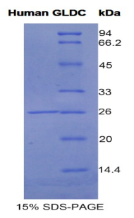 Recombinant Glycine Dehydrogenase (GLDC)