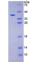 Recombinant Histidine Decarboxylase (HDC)