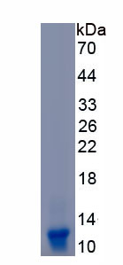 Recombinant Secretoglobin Family 2A, Member 2 (SCGB2A2)