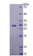 Recombinant Phosphatidylethanolamine Binding Protein 1 (PEBP1)