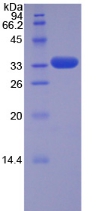 Recombinant TNF Receptor Associated Factor 5 (TRAF5)