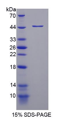 Recombinant Glycosylphosphatidylinositol Anchored Molecule Like Protein (GML)