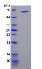 Recombinant Phosphatidylinositol-4-Kinase Catalytic Alpha (PI4Ka)