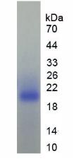 Recombinant Transforming Growth Factor Beta 1 Induced Transcript 1 (TGFb1I1)