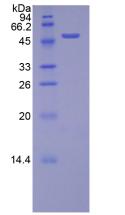 Recombinant Transcription Factor A, Mitochondrial (TFAM)