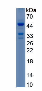 RPH108Hu01.jpg