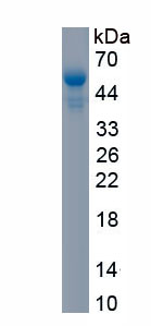 RPH168Hu01.jpg