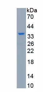 Recombinant Semenogelin II (SEMG2)