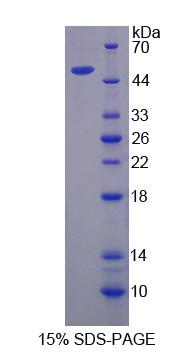 Recombinant Semenogelin I (SEMG1)