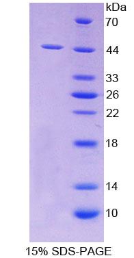 Recombinant Scavenger Receptor Class A Member 5 (SCARA5)