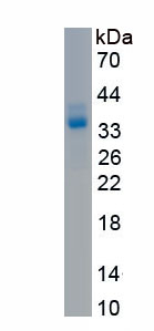 RPH308Hu01.jpg