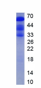 RPH337Mu02.jpg