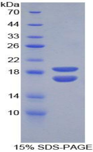 Recombinant Phosphohistidine Phosphatase 1 (PHPT1)