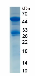 RPH430Hu01.jpg