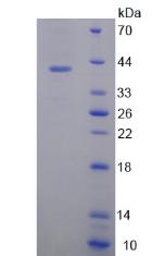 Recombinant Osteocrin (OSTN)