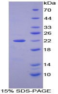 Recombinant Nucleoredoxin (NXN)